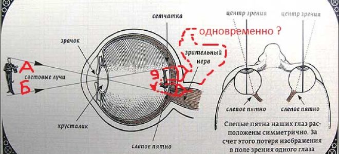 Слепое пятно – все о зрении