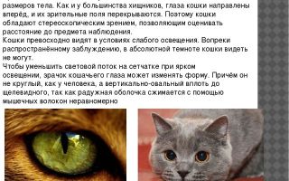 Как видят кошки: зрение домашних питомцев – все о зрении