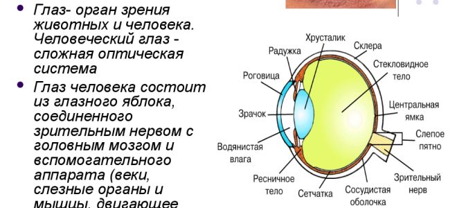 Установлена связь между цветом глаз и некоторыми функциями организма – все о зрении