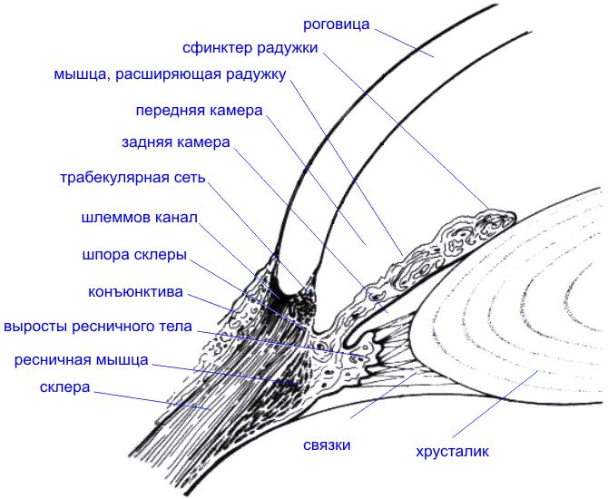 Ресничная мышца глаза функции. Строение цилиарного тела гистология. Анатомия глаза цилиарное тело. Строение цилиарной мышцы глаза. Ресничное тело глаза строение.