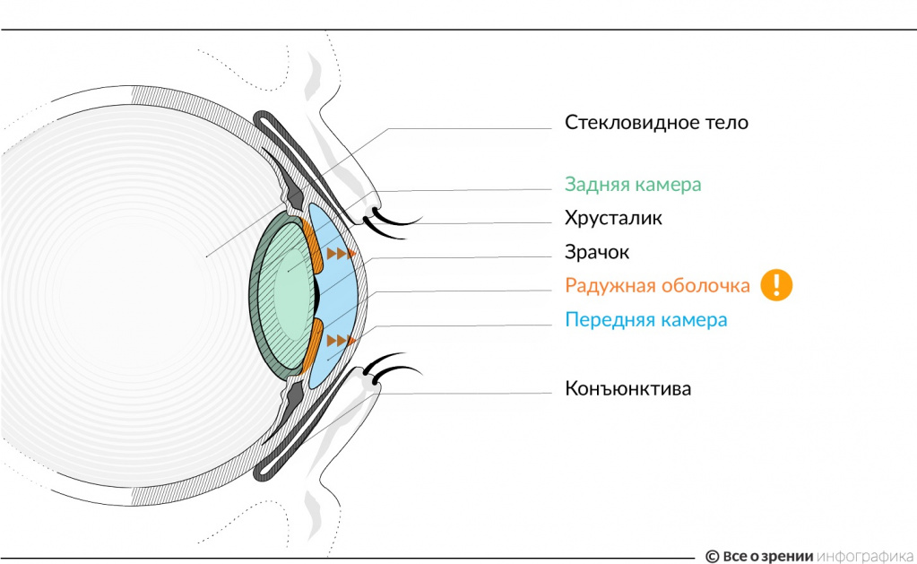 К оптической системе глаза относятся роговица хрусталик. Хрусталик и стекловидное тело. Строение глаза камеры глаза. Глаз стекловидное тело и хрусталик. Строение глаза передняя камера.