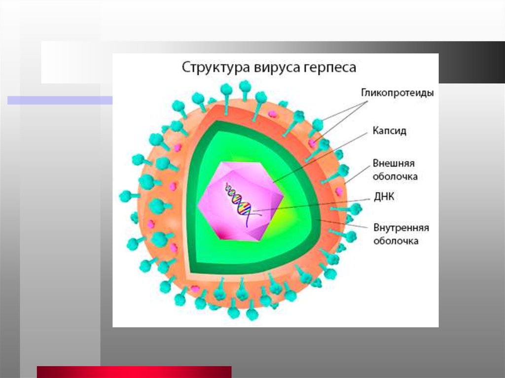 Каково строение вируса кратко. Строение вириона герпесвируса. Схема строения вируса герпеса. Структура вируса герпеса. Строение вириона герпесвирусов.
